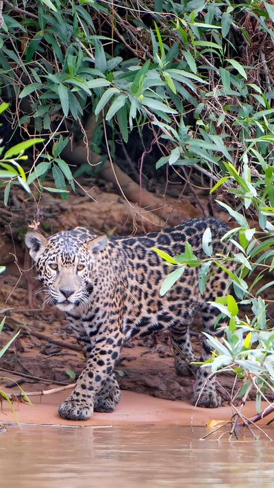 A young jaguar on a riverbank, Pantanal, Brazil (© Tambako the Jaguar/Getty Images) mobile wallpaper