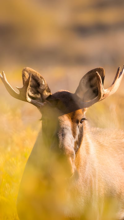 Young bull moose in Denali National Park, Alaska (© Grant Ordelheide/TANDEM Stills + Motion) mobile wallpaper