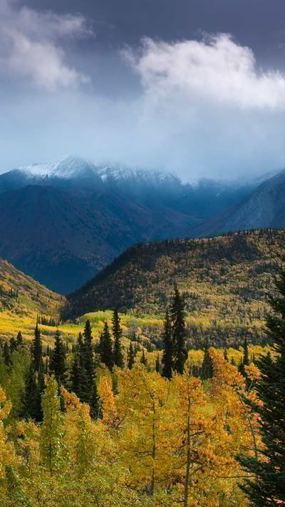 Autumnal woodland and Young Peak, British Columbia, Canada (© David Noton/Minden) mobile wallpaper