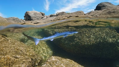 Chasing waves