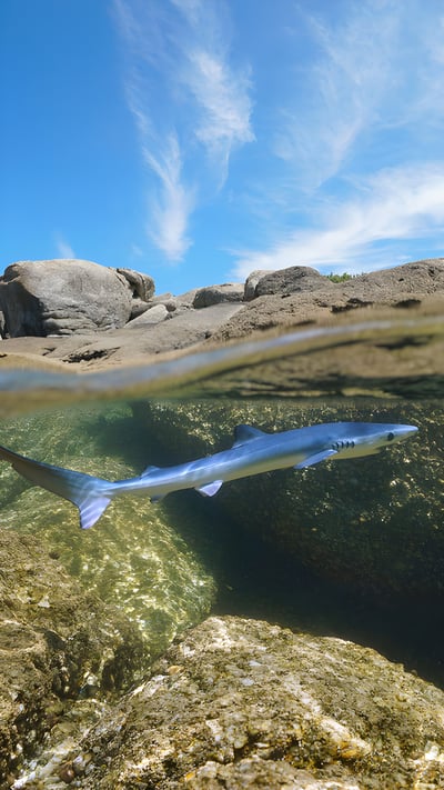 Young blue shark swimming off the coast of Galicia, Spain (© Damocean/Getty Images) mobile wallpaper