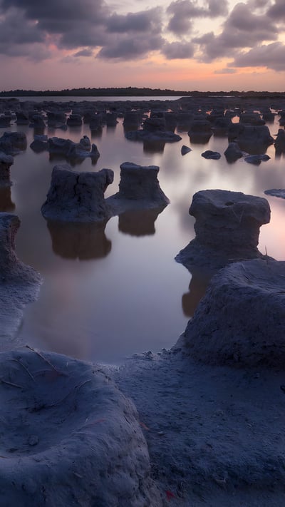 Caribbean flamingo nests, Ría Lagartos Biosphere Reserve, Yucatán, Mexico (© Claudio Contreras/Minden Pictures) mobile wallpaper