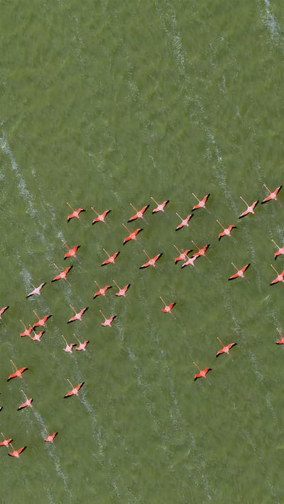 Caribbean flamingos, Yucatán Peninsula, Mexico (© Claudio Contreras/NPL/Minden Pictures) mobile wallpaper
