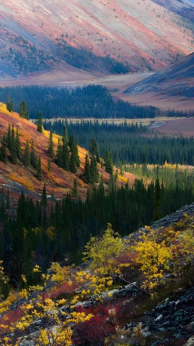 Autumn in the Ogilvie Mountains, Yukon,Canada (© Theo Allofs/Minden Pictures) mobile wallpaper
