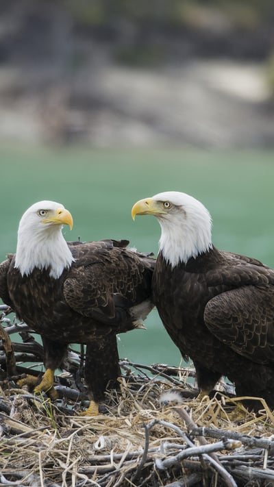 A pair of adult bald eagles (Haliaeetus leucocephalus) with chick at Yukon River, Yukon (© Mark Newman/Minden Pictures) mobile wallpaper