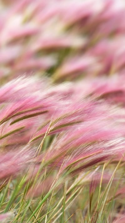 Squirreltail Barley (Hordeum jubatum) field in Kluane National Park, Yukon (© Helge Schulz/Minden Pictures) mobile wallpaper