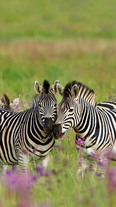 Burchell's zebras, Rietvlei Nature Reserve, South Africa (© Richard Du Toit/Minden Pictures) mobile wallpaper