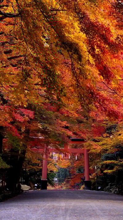 「日吉大社」滋賀, 大津市 (© JTB Photo/age fotostock) mobile wallpaper
