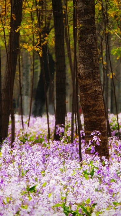 Forest with flowering plants, Beijing, China (© Raymond Shi/EyeEm/Getty Images) mobile wallpaper